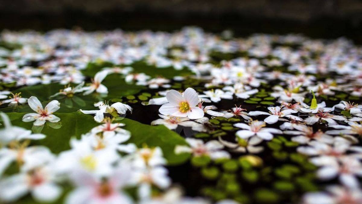 水に浮かぶ白い花